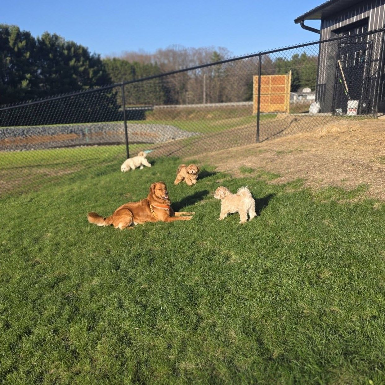 Five dogs lounge and play on a grassy yard beside a chain-link fence on a sunny day.