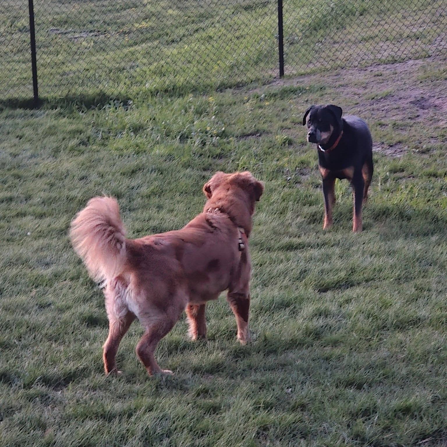 Two dogs facing each other on a grassy field near a fence, one brown and one black.