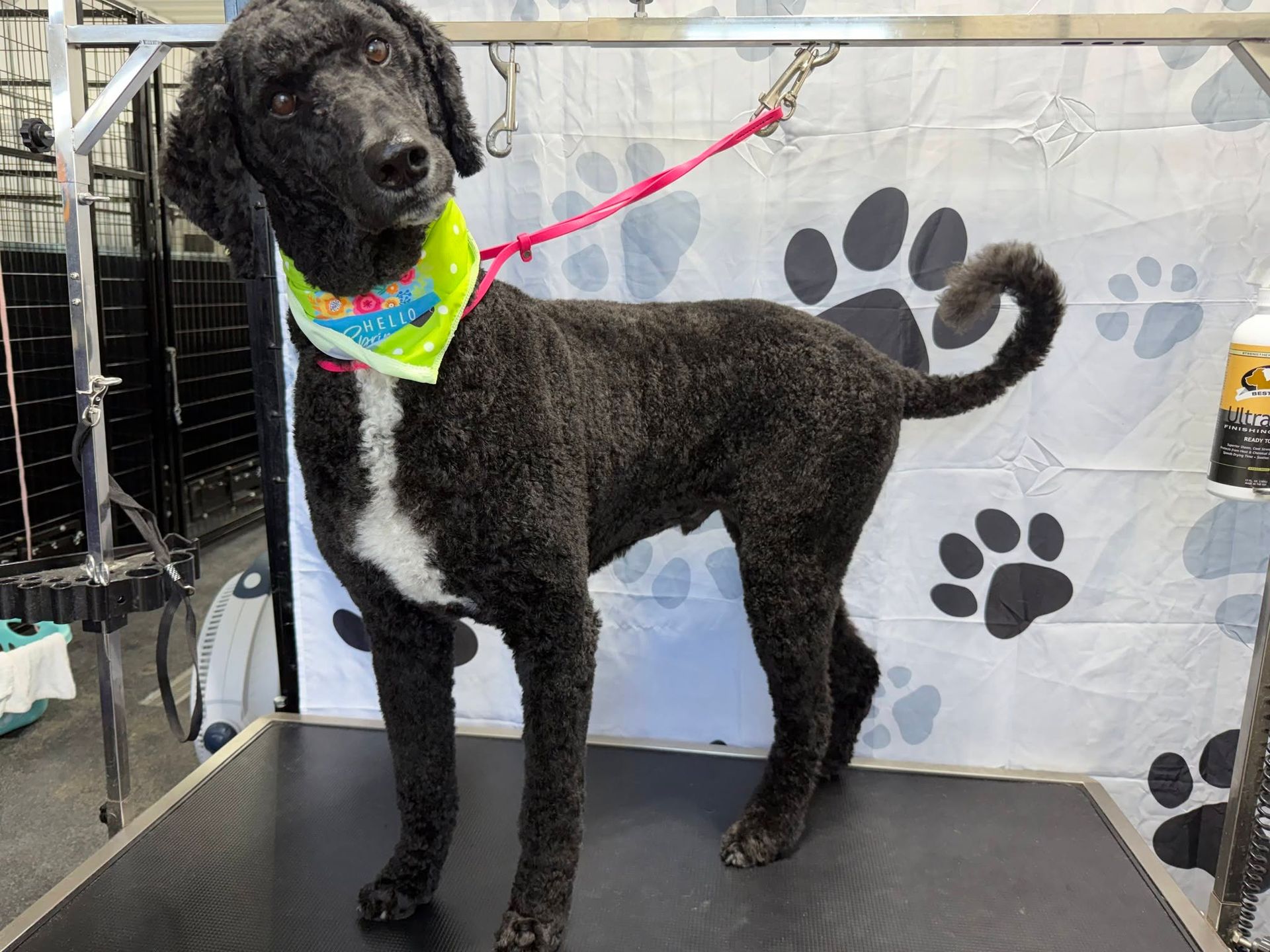 Black curly dog with colorful bandana on a leash, standing on a grooming table with paw-print backdrop