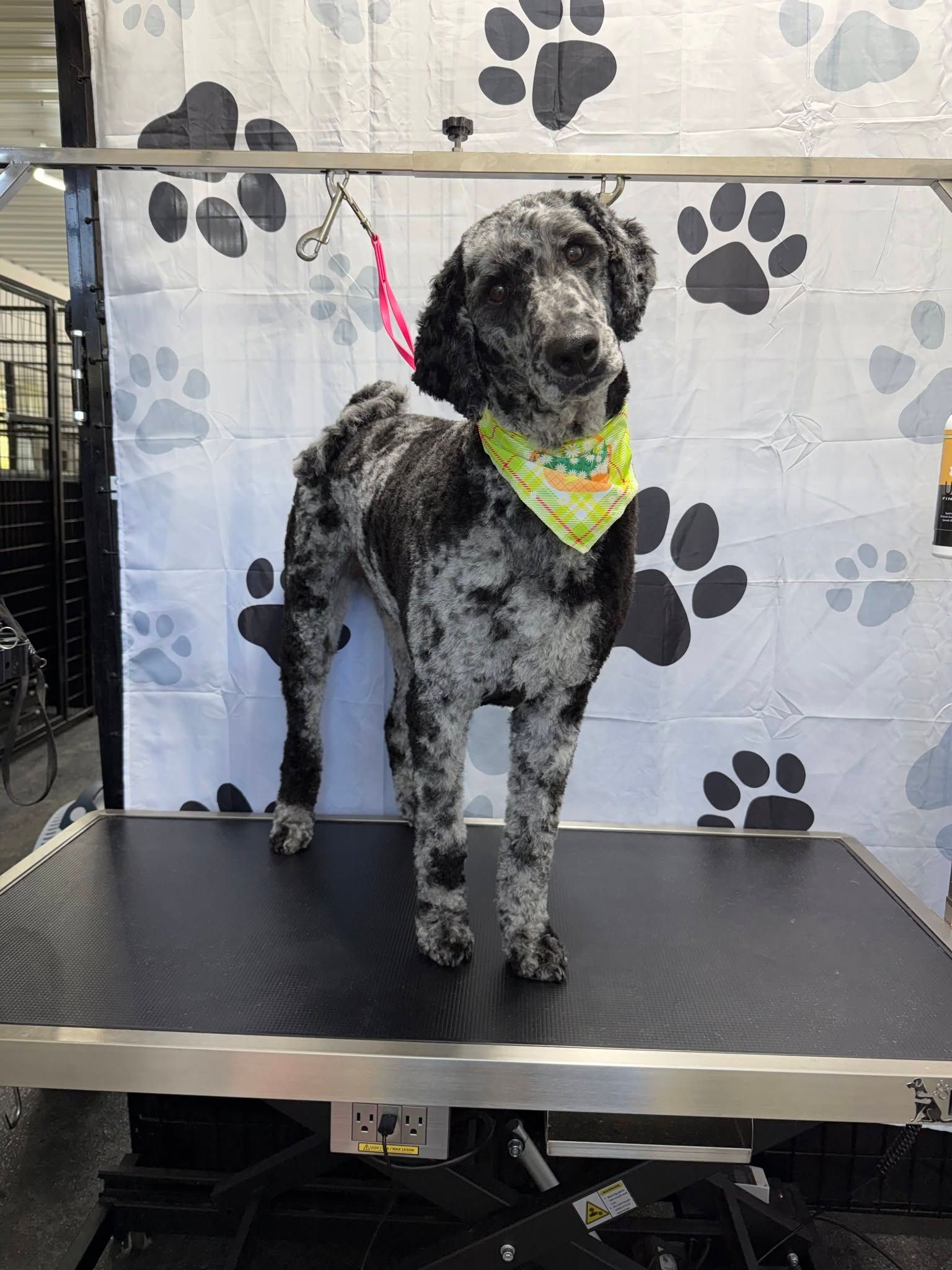 Black-and-white spotted dog wearing a yellow bandana stands on a grooming table with a pink leash.