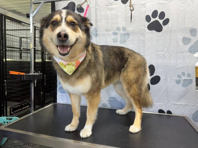 Small tricolor dog standing on a grooming table, wearing a pink bandana, in a pet salon