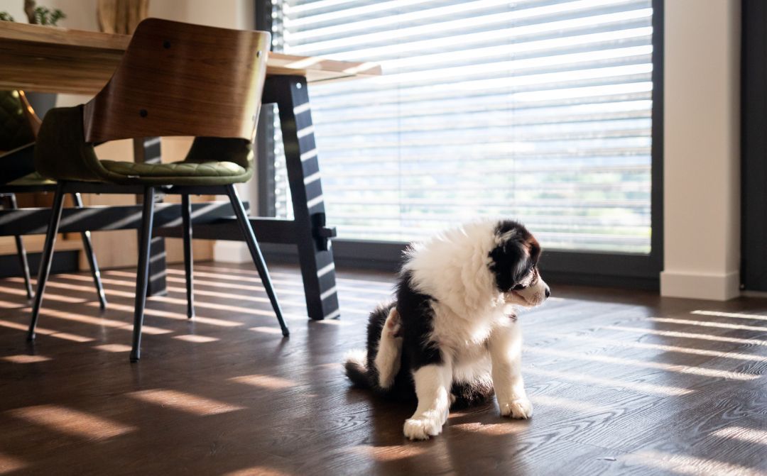 Small black-and-white puppy sitting on a sunlit wooden floor beside a dining table and chair.