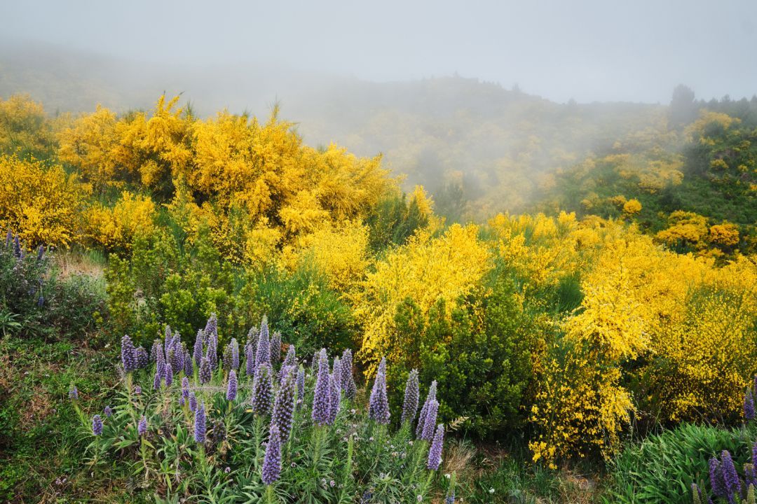 Wildflowers with bright yellow blooms and purple flowers in a misty meadow