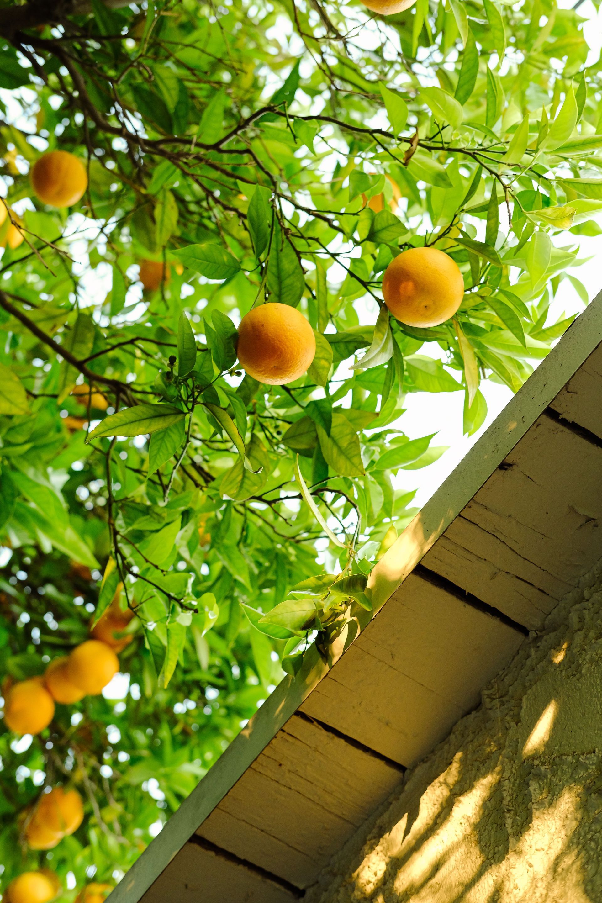 Orange fruit hanging on a leafy tree beside a house roofline