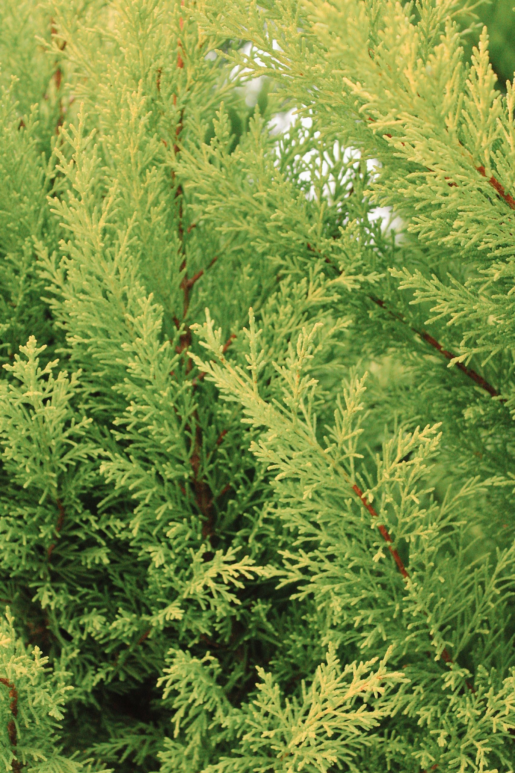 Dense green evergreen shrubs with yellow-green foliage filling the frame