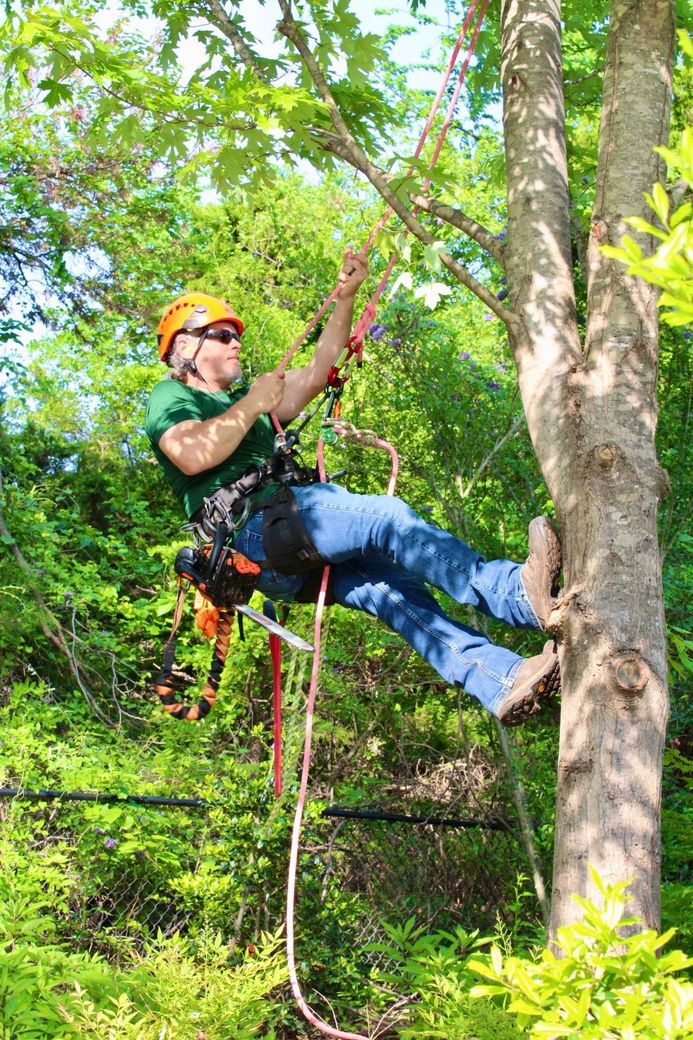 Tree Branch Trimming — Enid, OK — Professional Tree Care Tree Branch Trimming — Enid, OK — Professional Tree Care