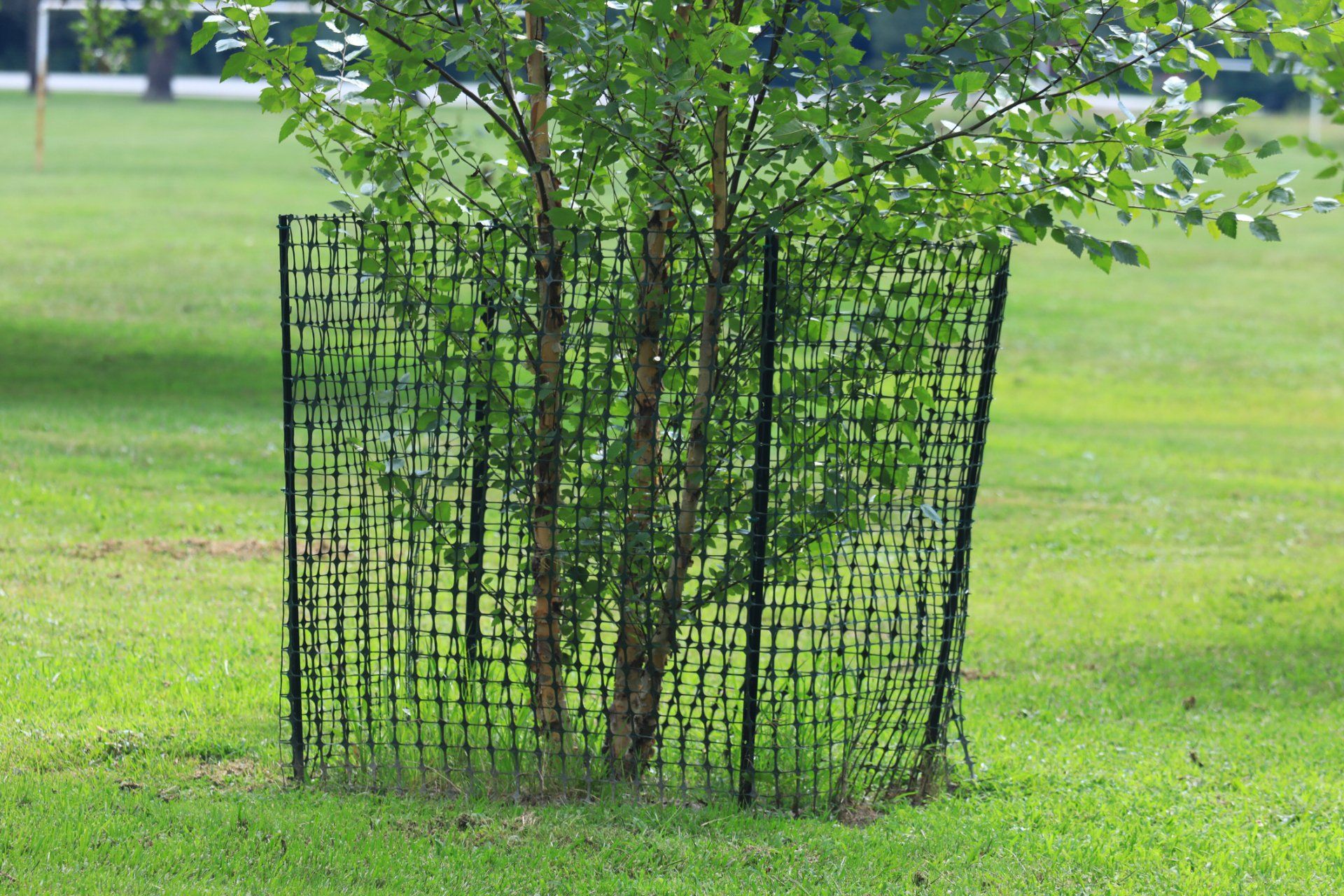 Young Tree With Net Protection — Enid, OK — Professional Tree Care