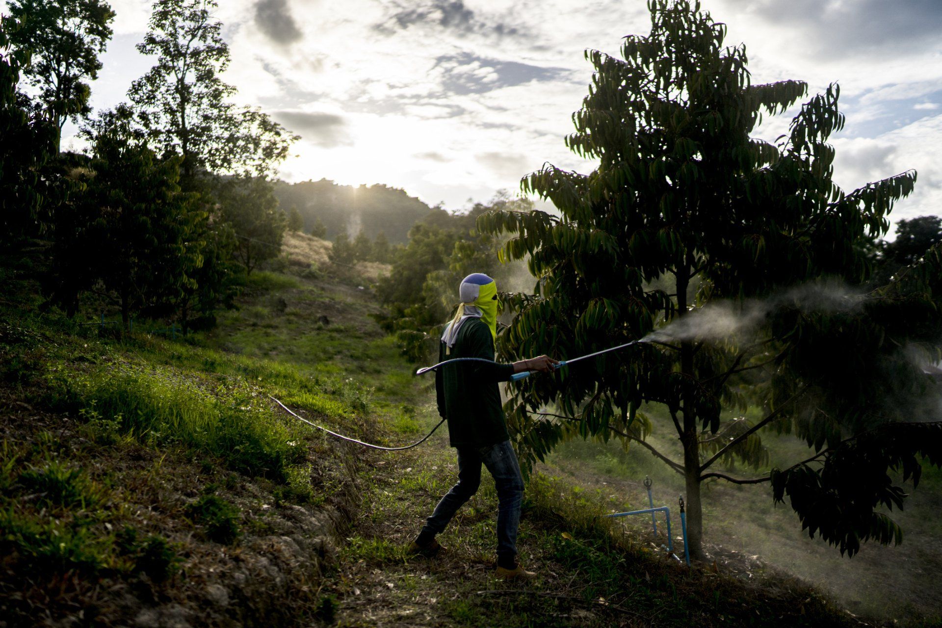 Man Spraying Fertilizer On A Tree — Enid, OK — Professional Tree Care