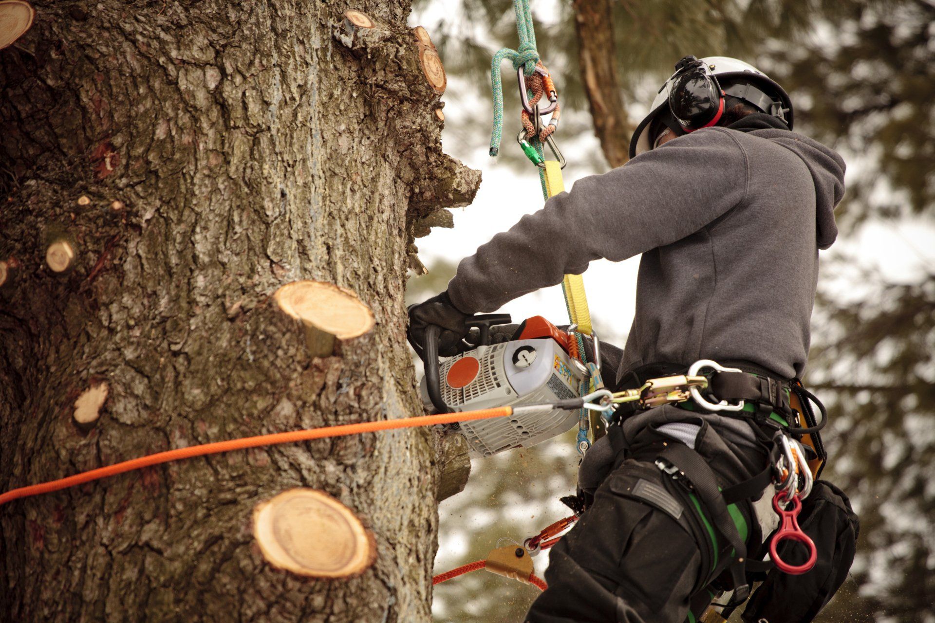 Tree Branch Trimming — Enid, OK — Professional Tree Care Tree Branch Trimming — Enid, OK — Professional Tree Care