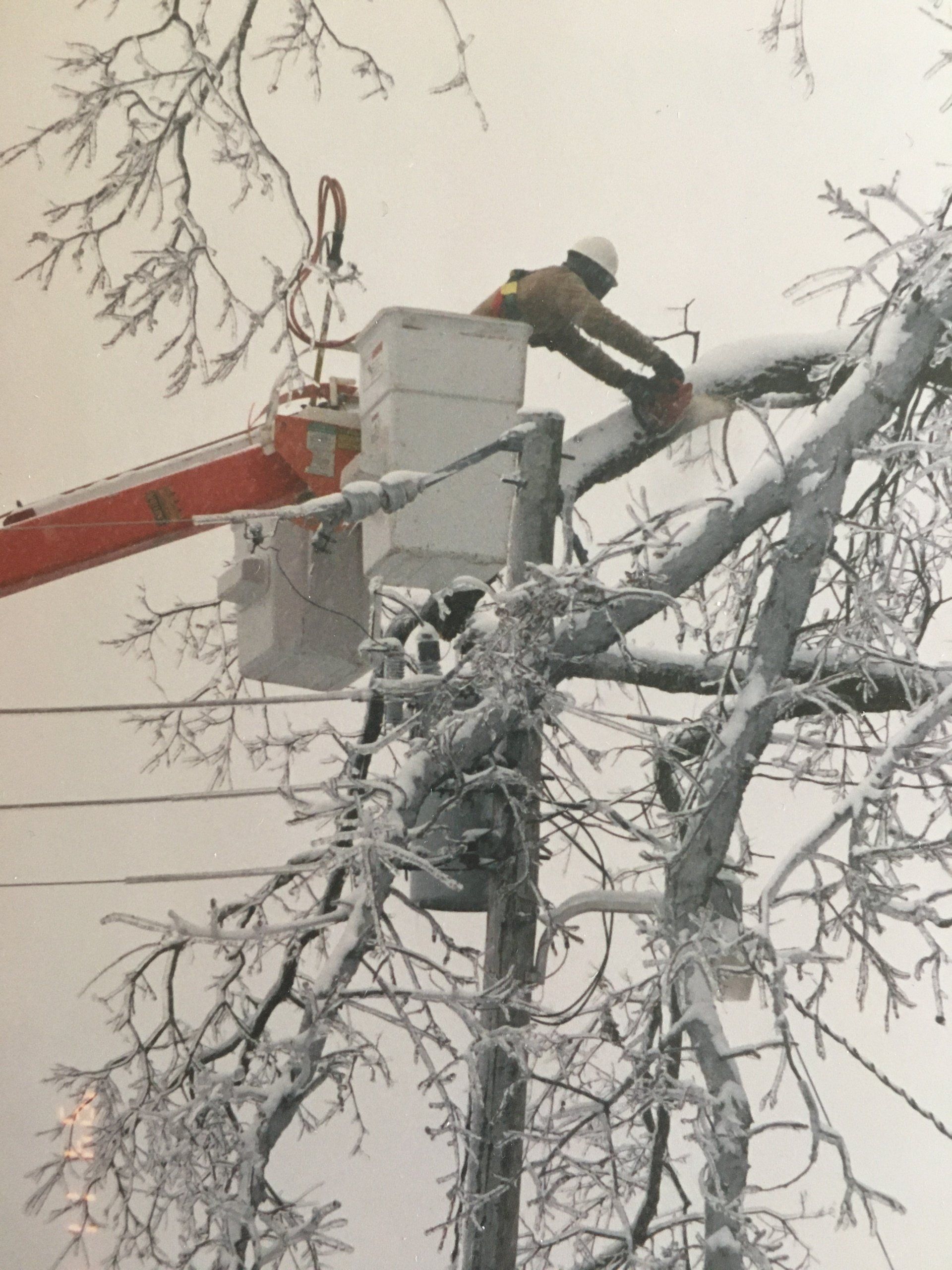 Huge Tree Removal — Enid, OK — Professional Tree Care Huge Tree Removal — Enid, OK — Professional Tree Care