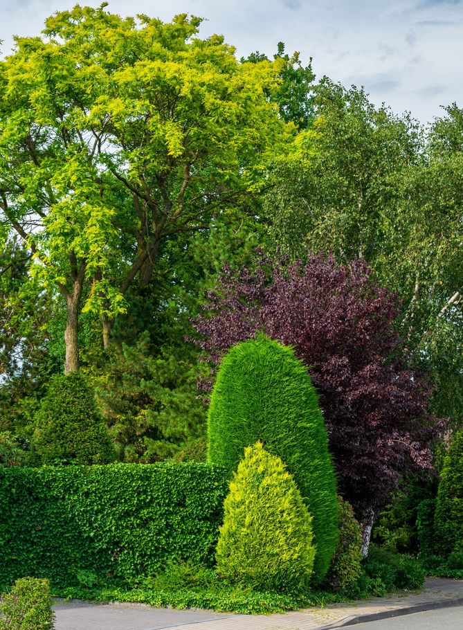 Manicured green and purple garden shrubs under tall leafy trees on a sunny day