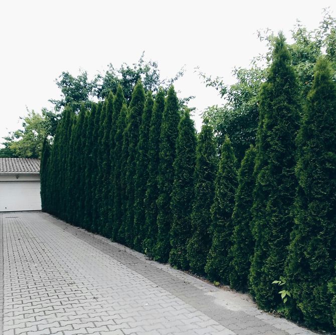 Brick driveway beside a tall green hedge along a white garage wall