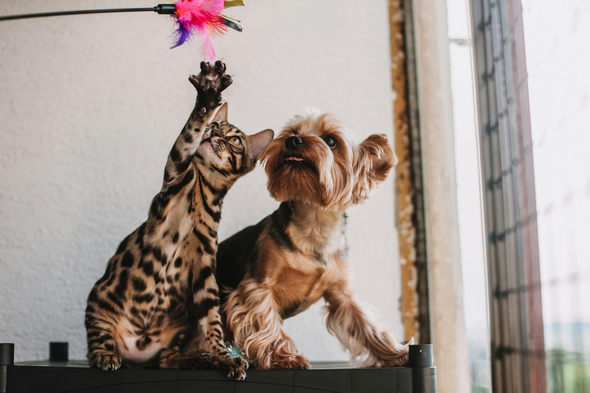 ¿Cómo influyen las mascotas en las Constelaciones Familiares?