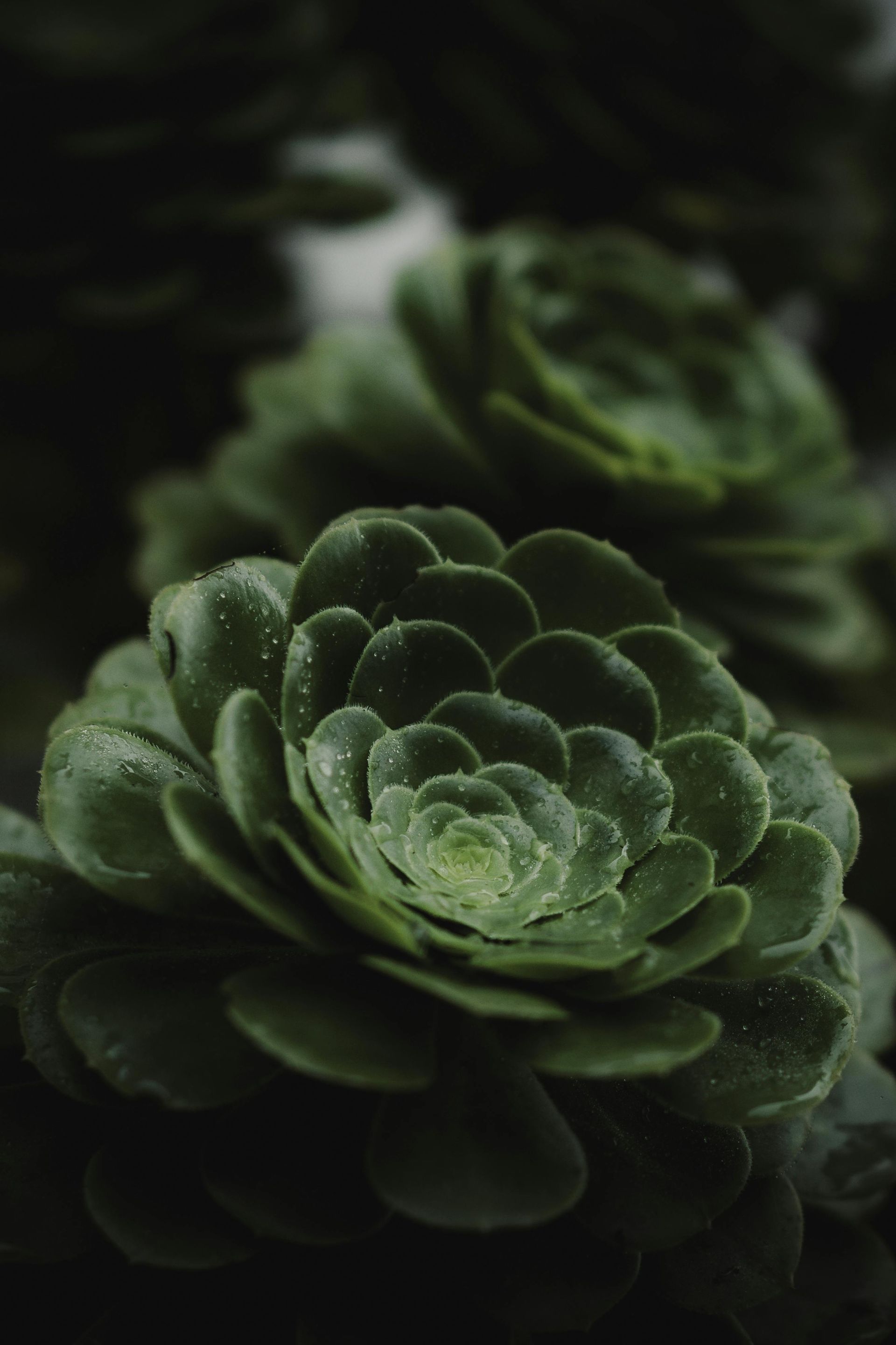 Un primer plano de una planta suculenta verde con gotas de agua sobre ella.
