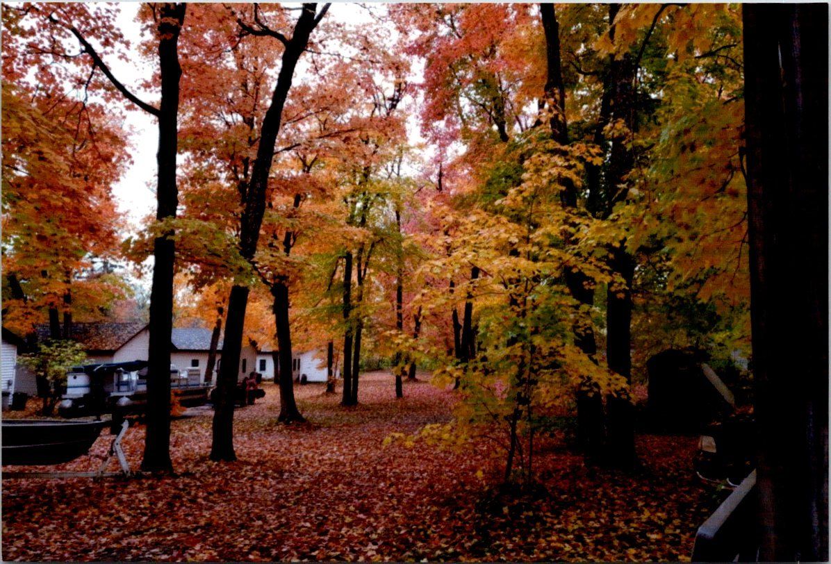 A painting of trees with leaves on the ground and a house in the background