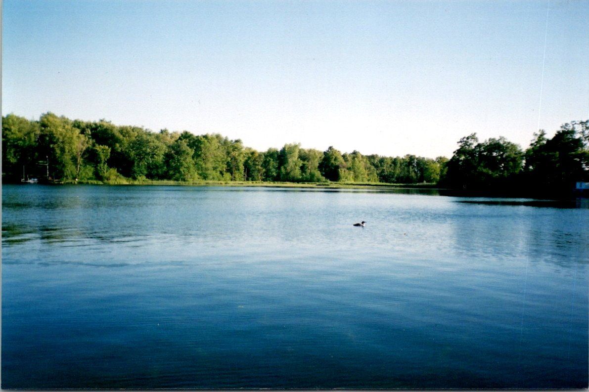 A duck is swimming in a lake with trees in the background