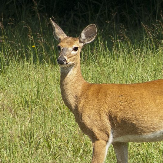 A deer is standing in the grass looking at the camera.