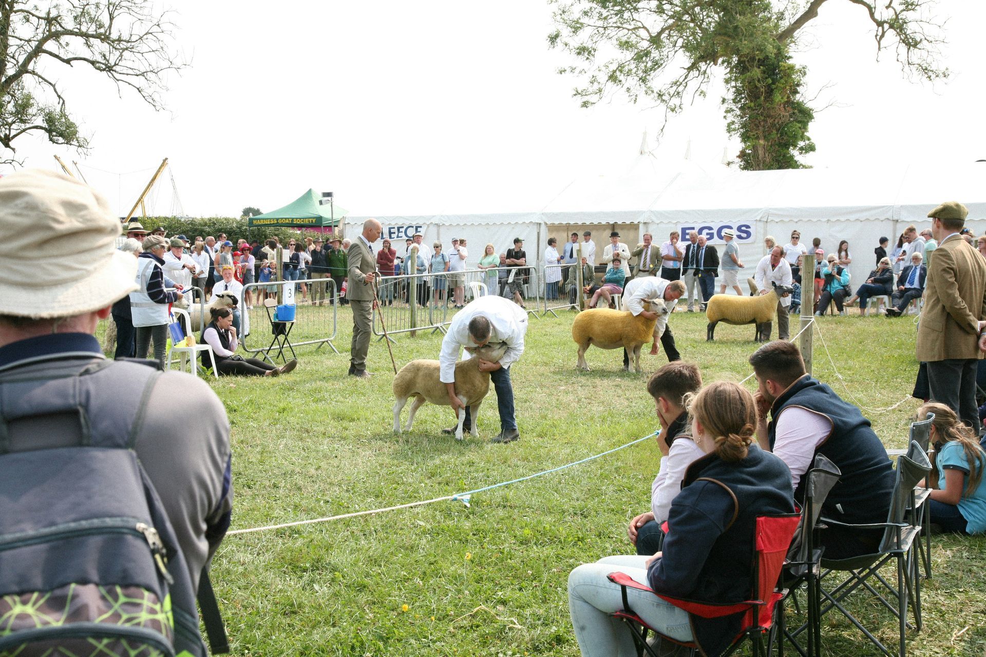 People at a sheep show, with judges examining sheep in a grassy field.