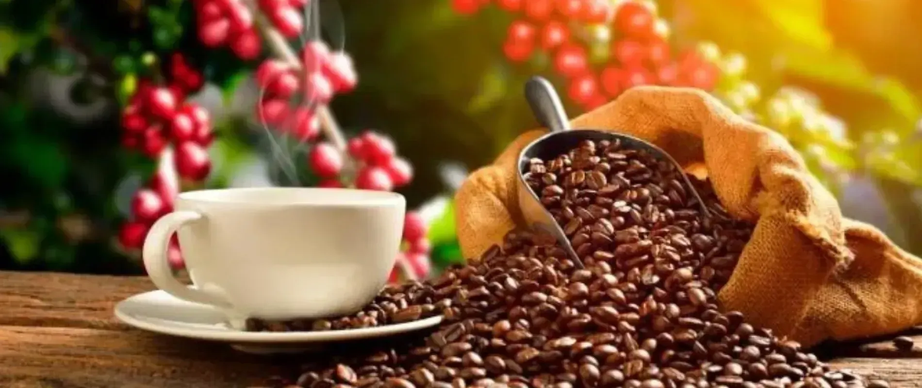 Una taza de café humeante junto a una pila de granos de café con bayas de café en el fondo.
