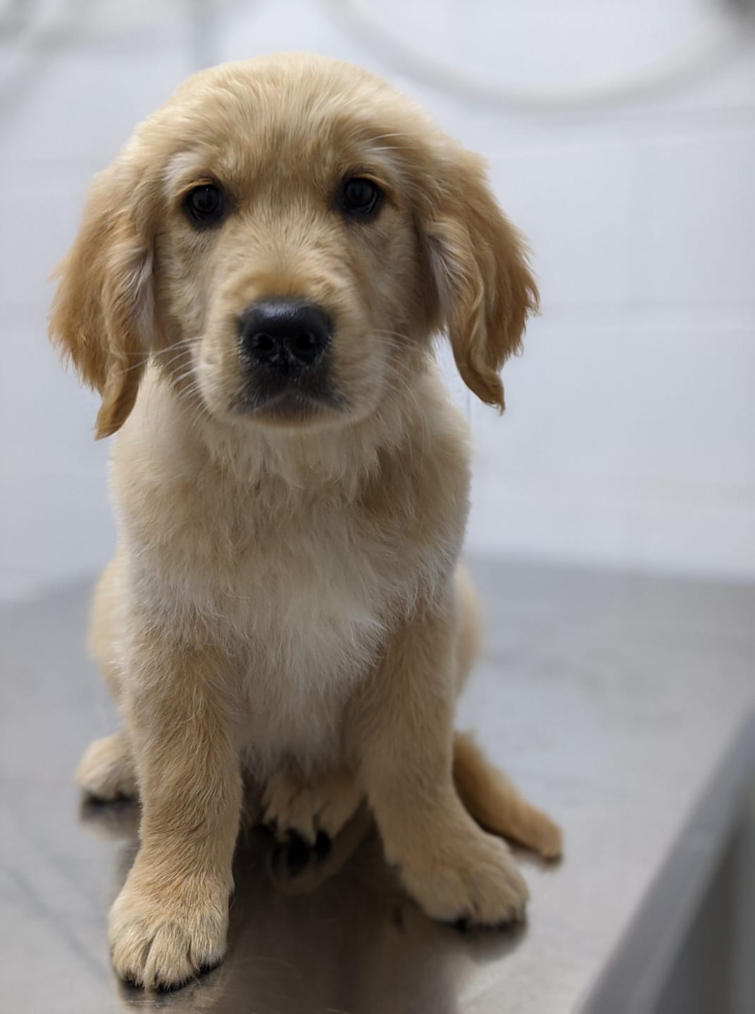 Cute Golden Retriever — Caboolture, QLD — Eric Broad & Associates Veterinary Surgeon