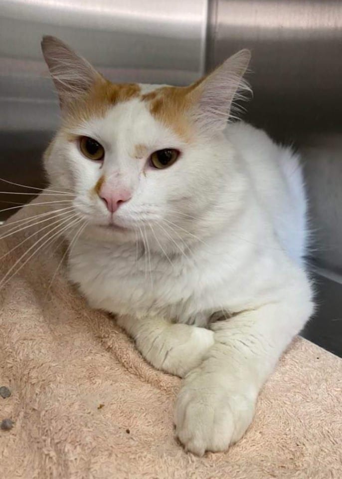 Lovely Cat — Caboolture, QLD — Eric Broad & Associates Veterinary Surgeon