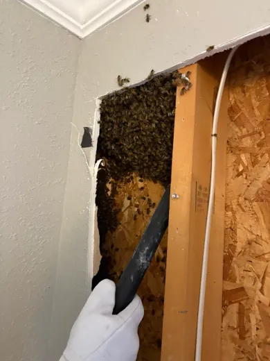 Bees nesting inside a wall cavity. A gloved hand holds a tool near the bees.