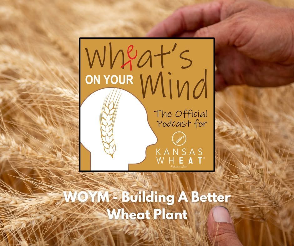 Building a Better Wheat Plant 