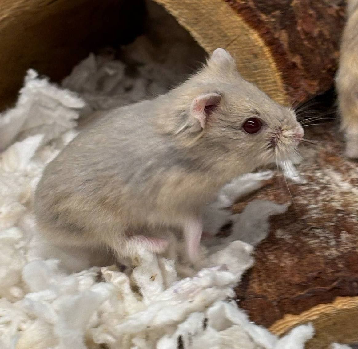 Campbells Dwarf Hamsters
