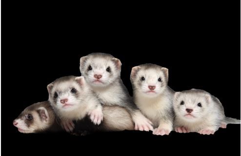 Sugar Glider