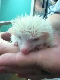 Albino hedgehog — Abilene, KS — Paws -N-Claws