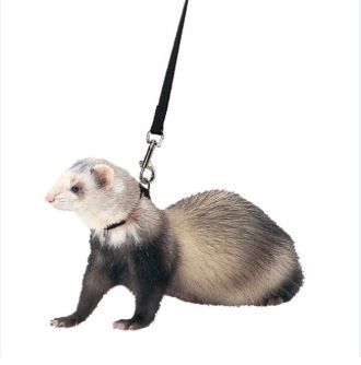 Ferret