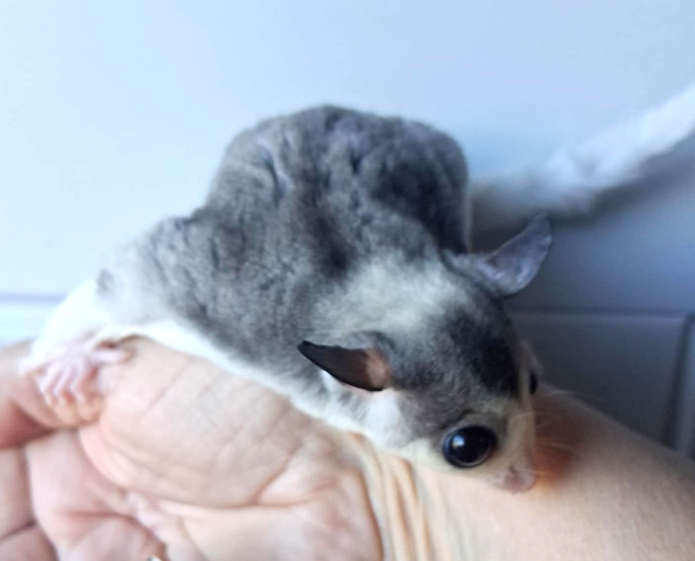Sugar Glider