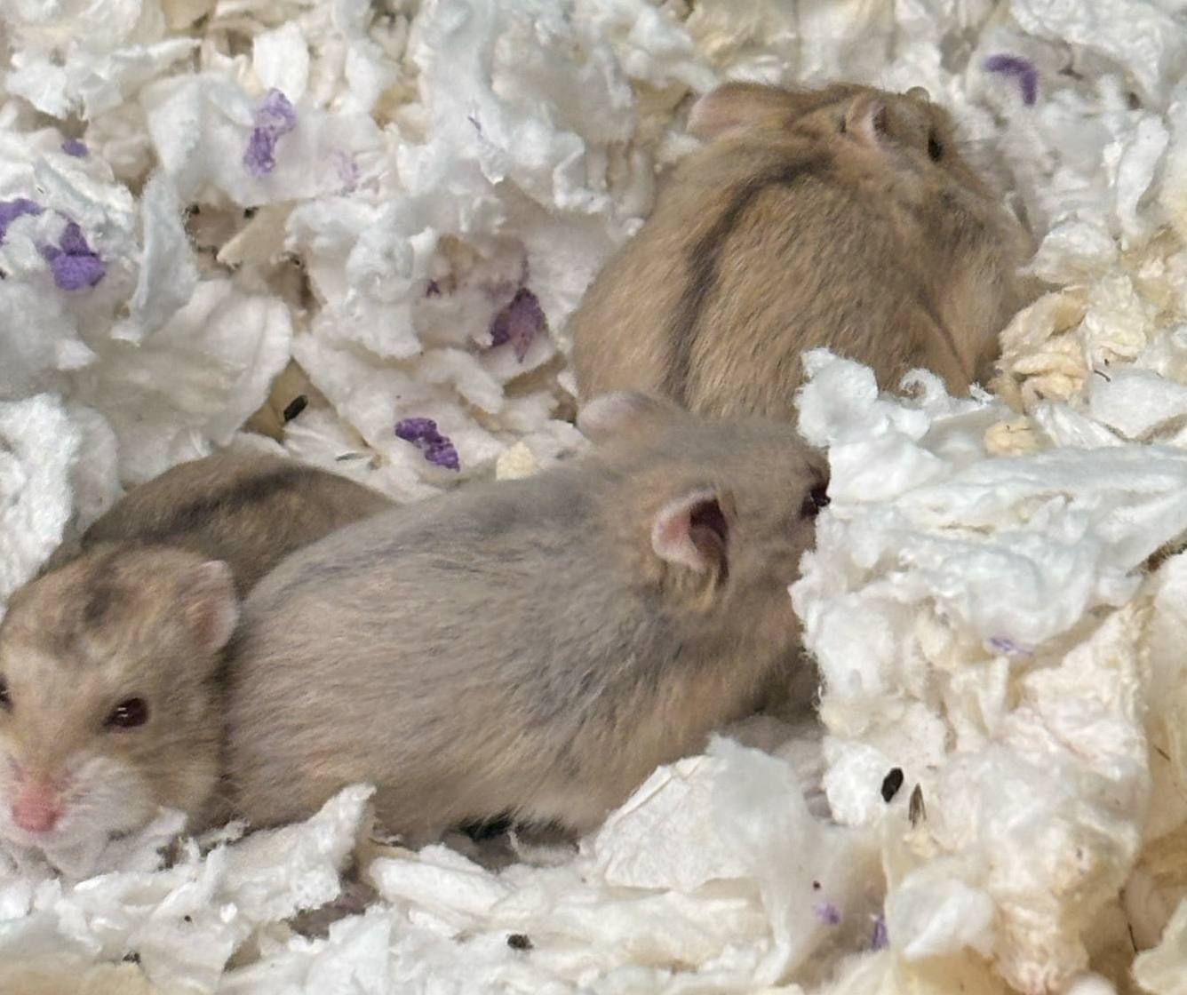 Campbells Dwarf Hamsters