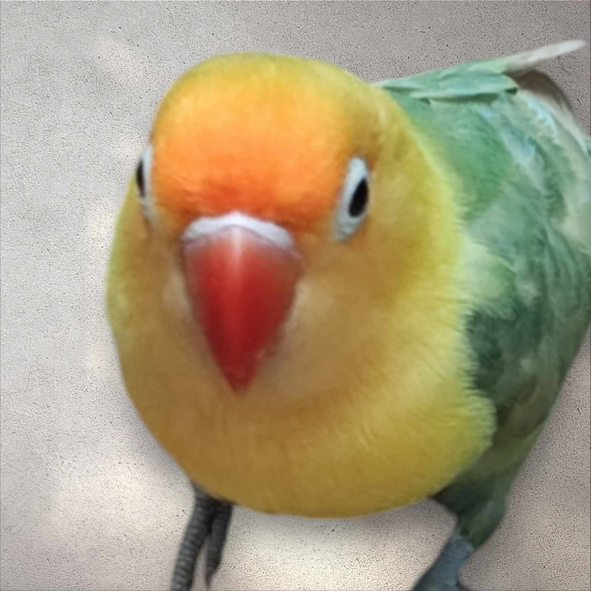 Green Fischer Lovebird