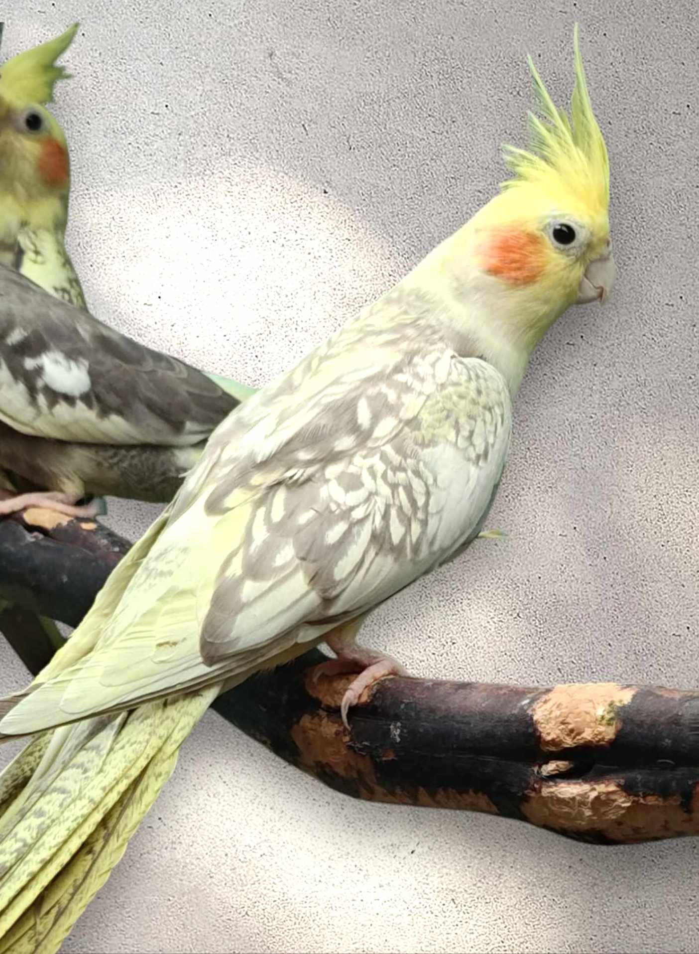 Cockatiel 