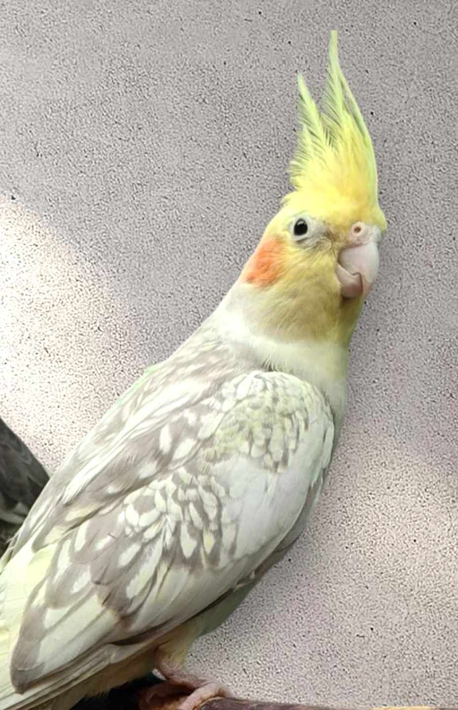 Cockatiel 