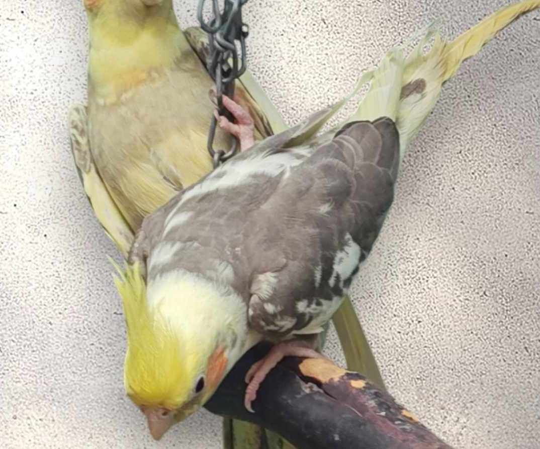 Cockatiel  pearl  and pied