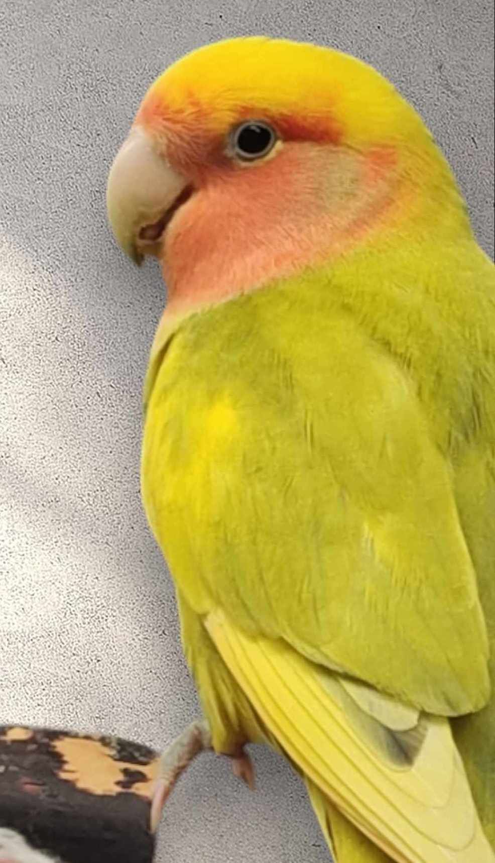 Peach Faced Lovebird