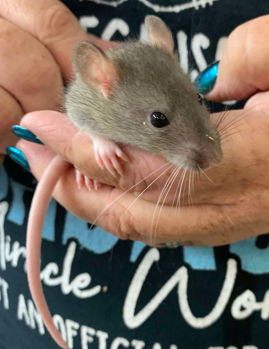 Sable Hooded Rats
