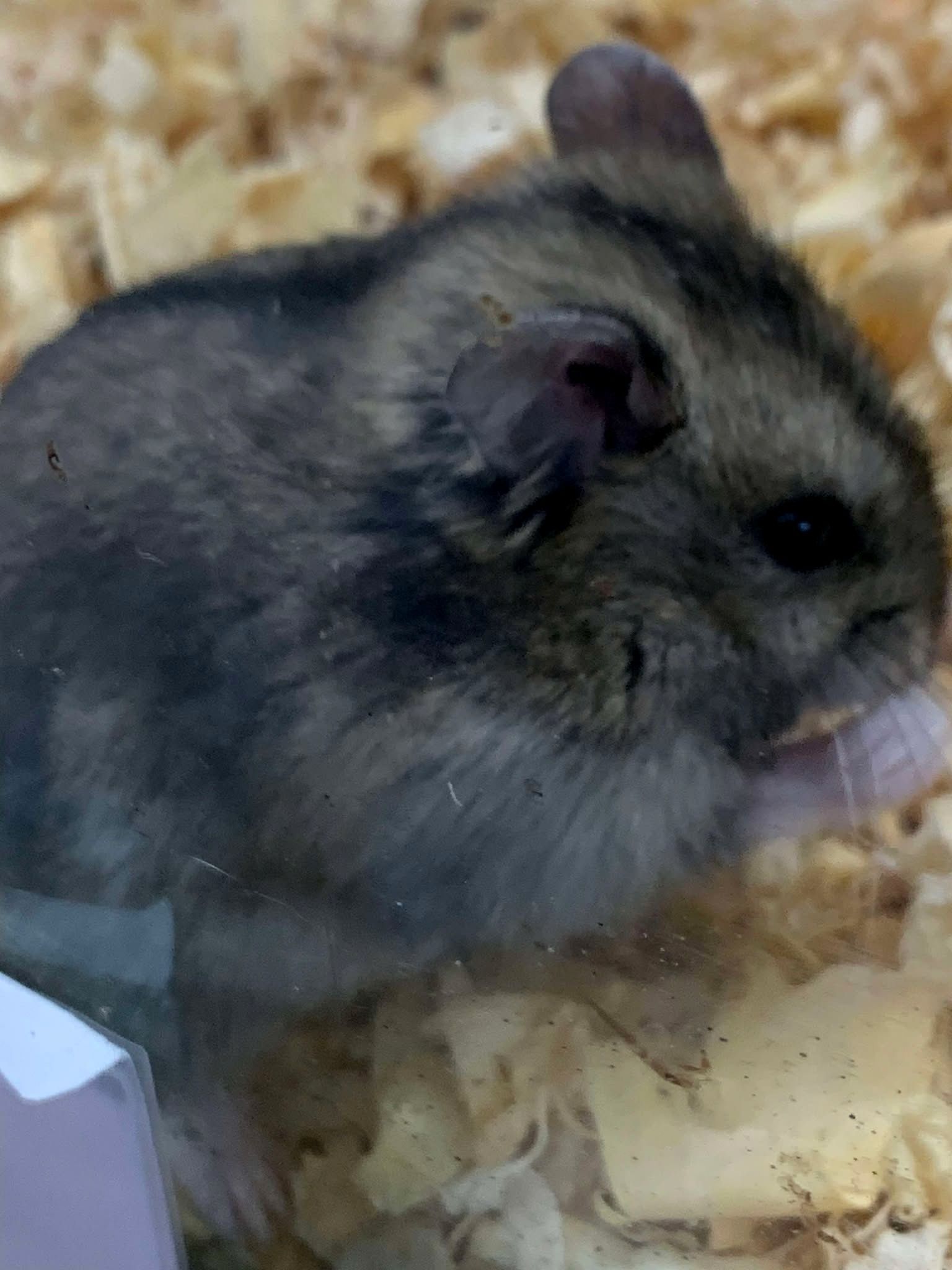 Campbells Dwarf Hamster