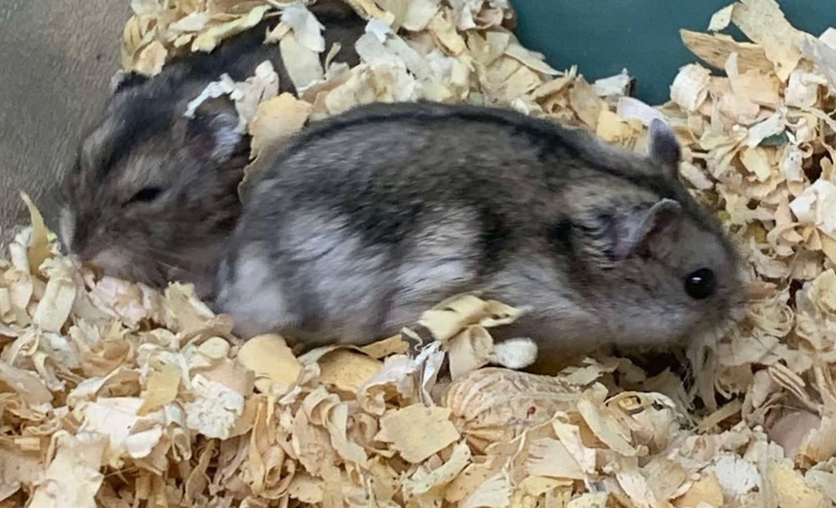Campbells Dwarf Hamster