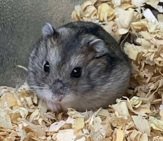 Campbells Dwarf Hamster