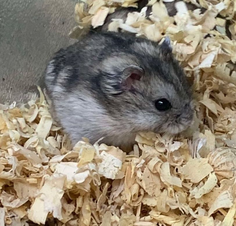 Campbells Dwarf Hamster