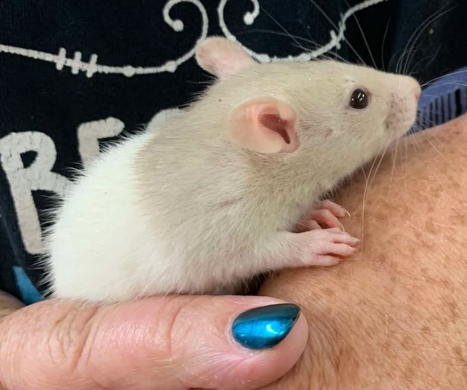 Cream Hooded Rat