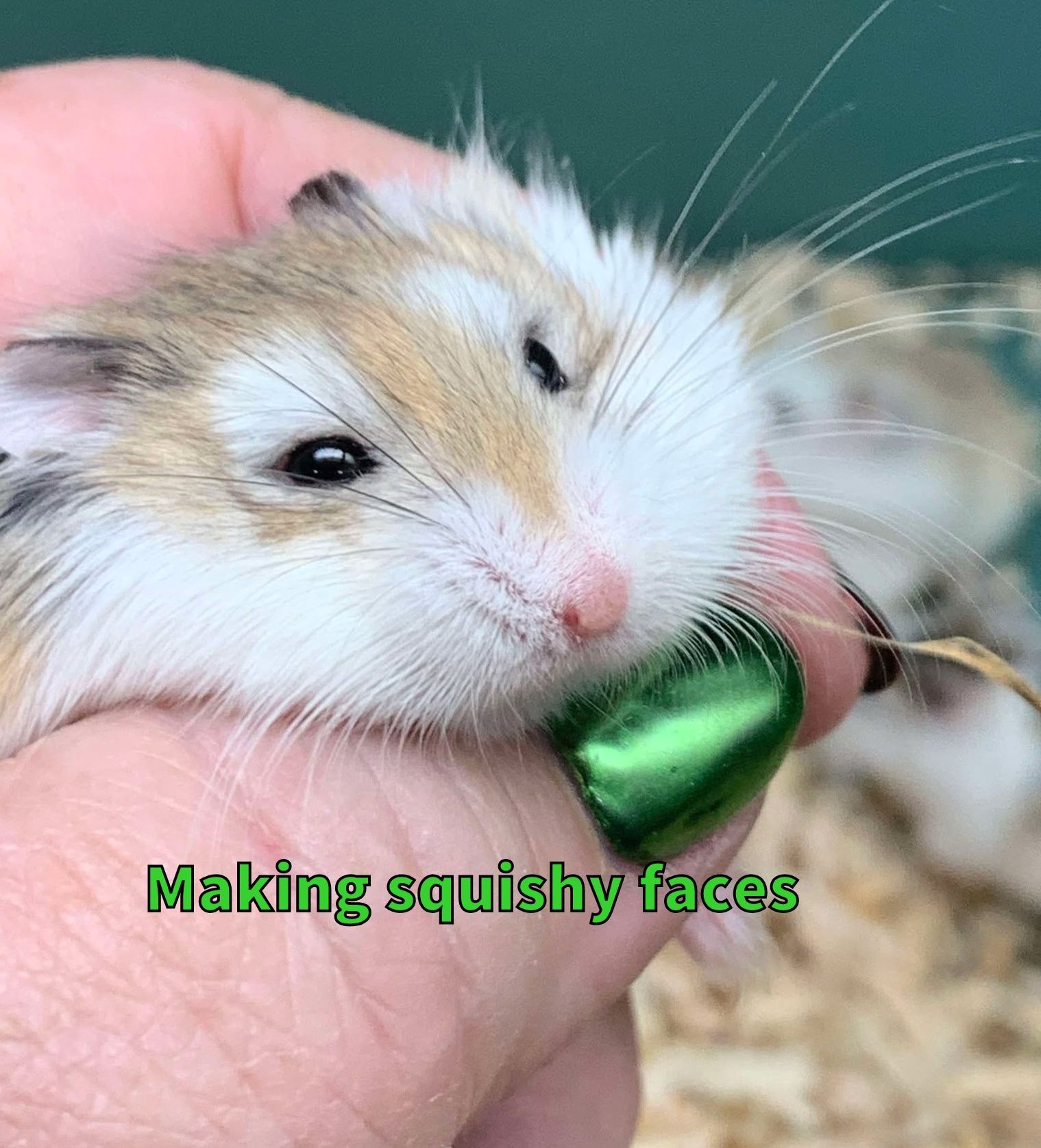 Robo Hamster