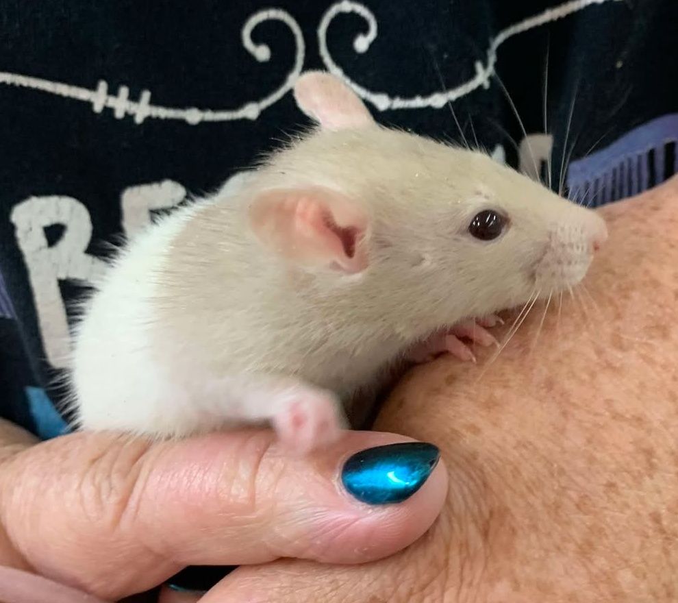 Cream Hooded Rat