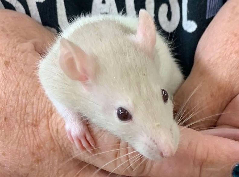 Cream Hooded Rat