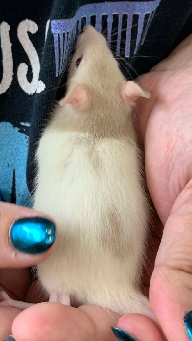 Cream Hooded Rat