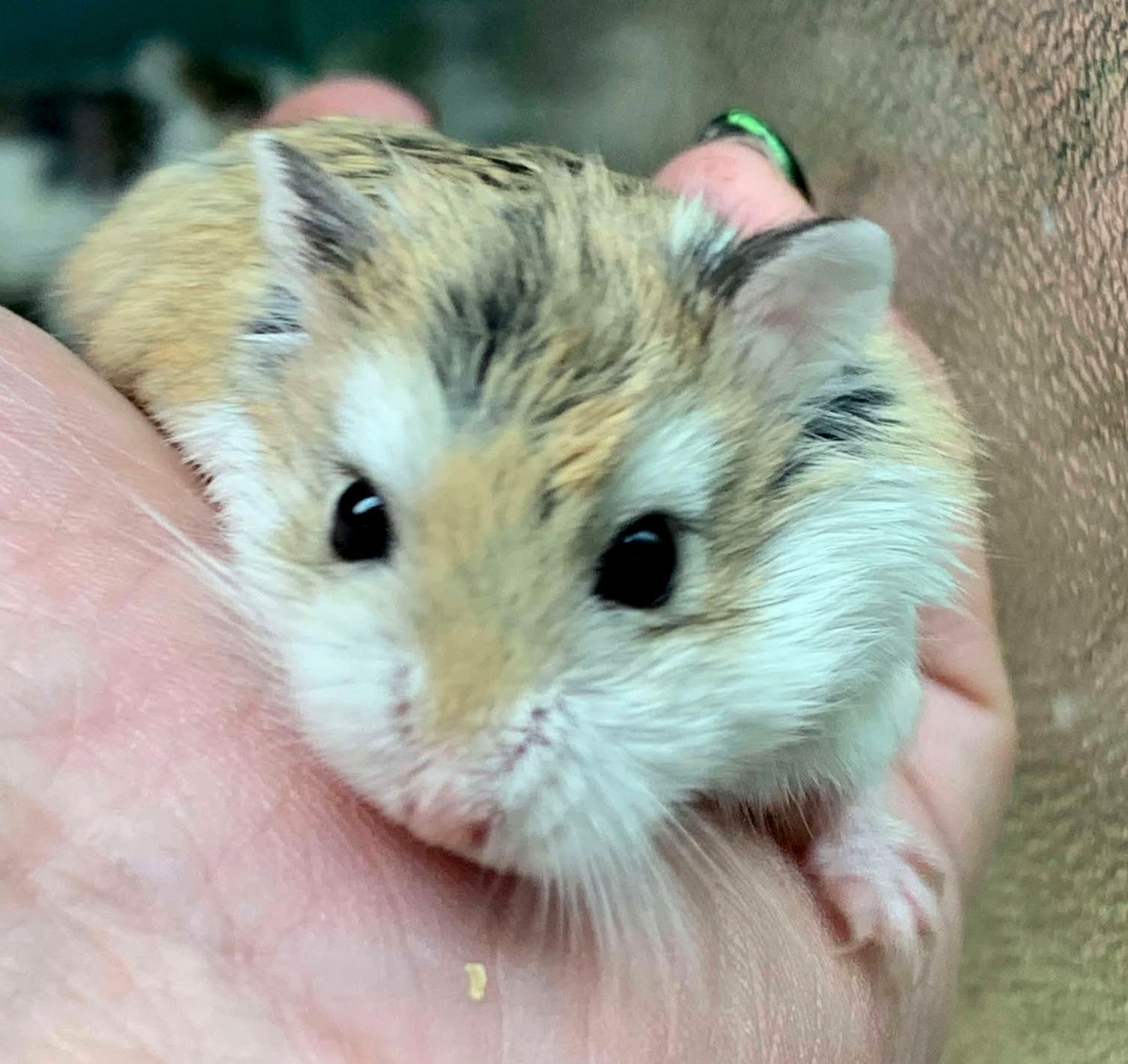 Robo Hamster