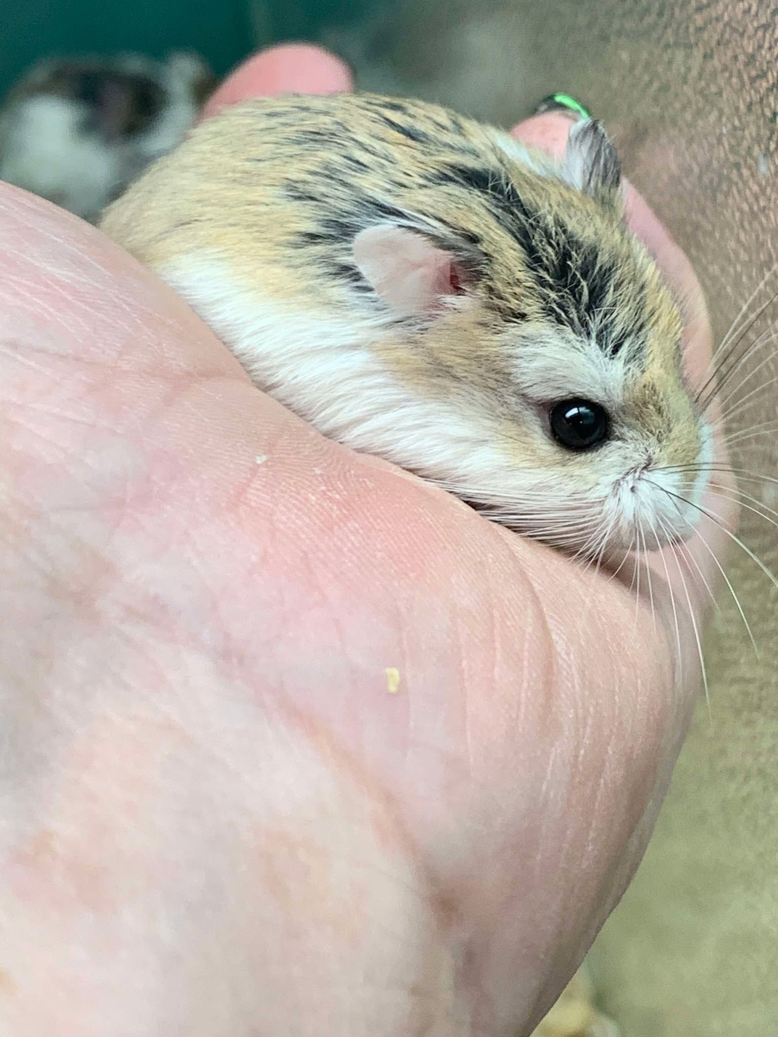 Robo Hamster